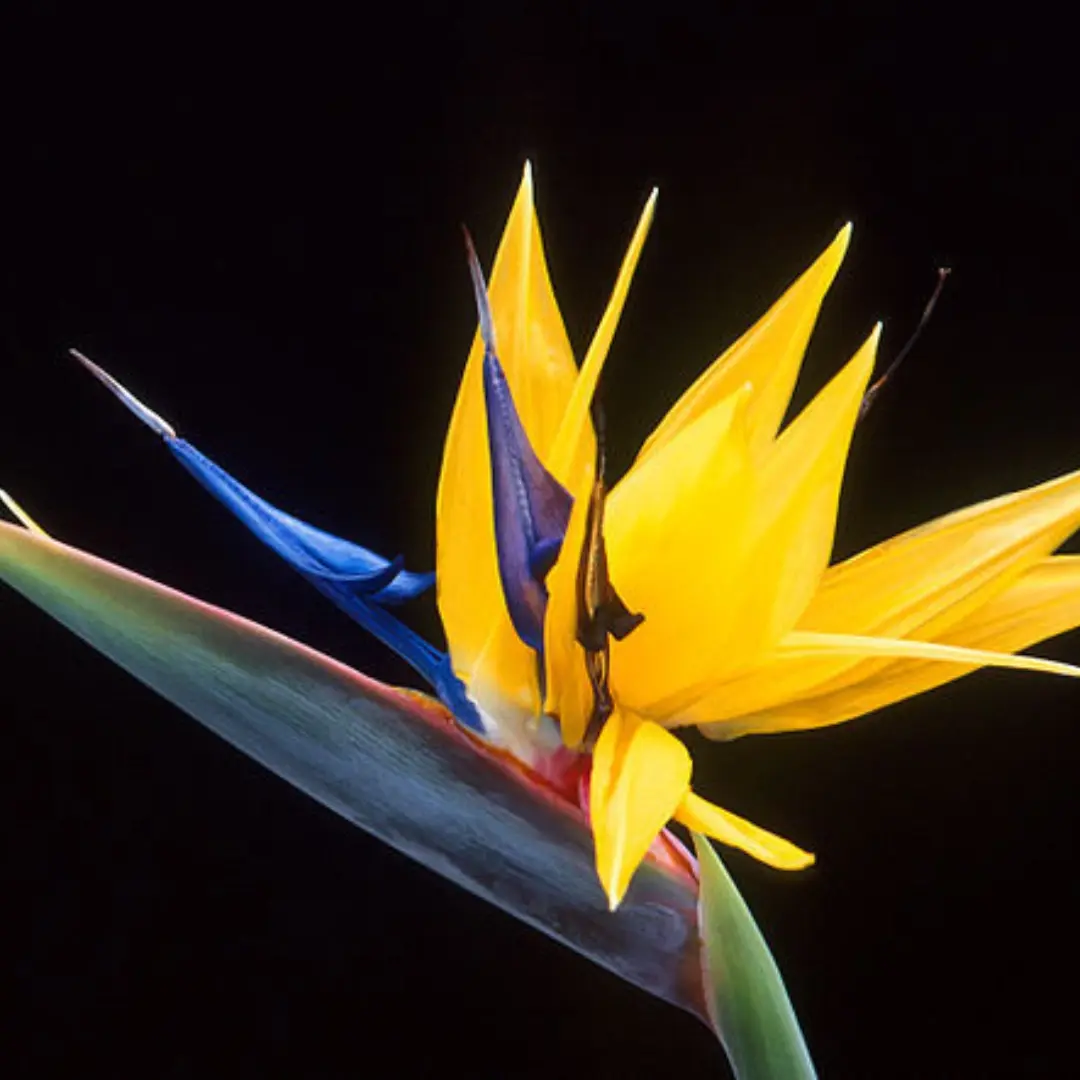プライベートサロン STRELITZIA【ストレリチア】/ フェイシャル リンパマッサージ フルオーダーメイド / 相模原 - 5